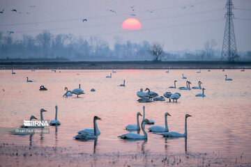 Guests of Sorkhroud Wetland