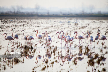 Guests of Sorkhroud Wetland