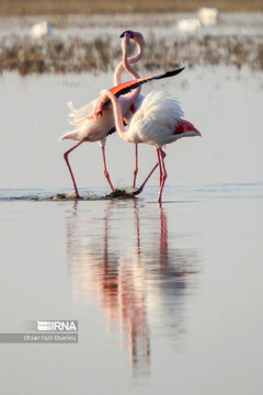 Guests of Sorkhroud Wetland