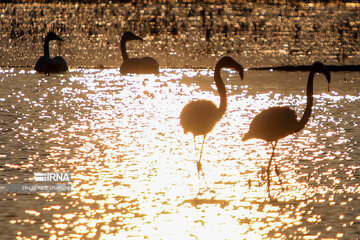 Guests of Sorkhroud Wetland