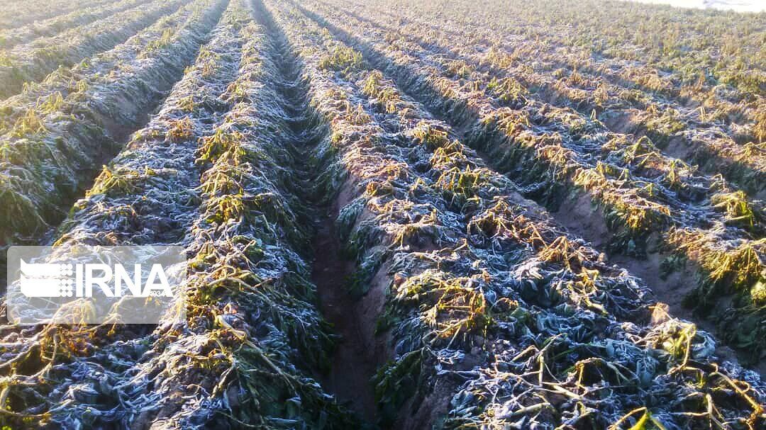 سرمای بهاره  ۴۴۰ میلیارد تومان به محصولات زراعی و باغی سمیرم خسارت زد