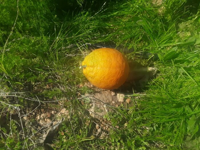 ضرورت بهسازی جاده بین مزارع روستای آبتوت در گچساران