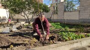 ایرنا پیشگام کاشت درخت میوه در ادارات گلستان
