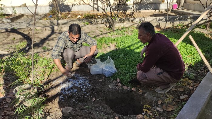 ایرنا پیشگام کاشت درخت میوه در ادارات گلستان