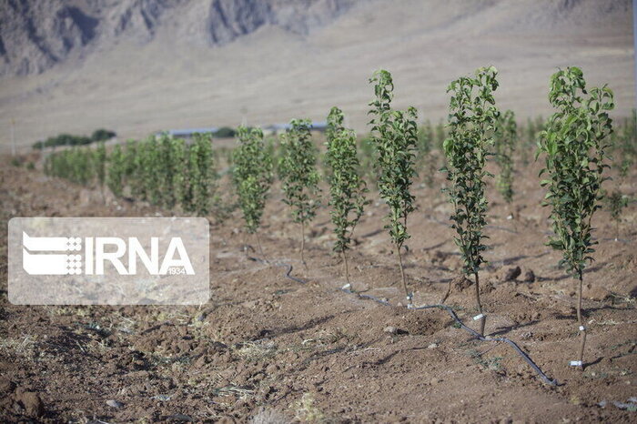 تولید ۳۰۰ هزار اصله نهال در اصفهان در مسیر توسعه پوشش گیاهی