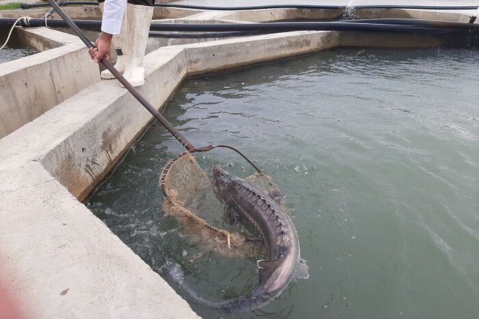 تورگُستری فارس برای رونق اقتصاد ماهیان خاویاری/تولید بیش از یک هزار و ۷۰۰ کیلوگرم در سال