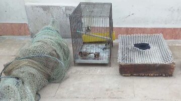 شکارچیان غیرمجاز پرندگان تزیینی در بروجرد دستگیر شدند