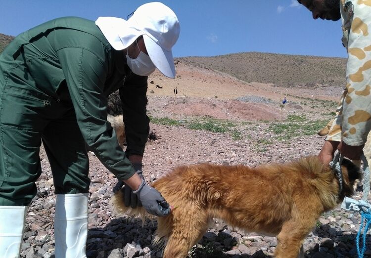 ۹۹درصد انتقال بیماری هاری مربوط به حیوانات اهلی است