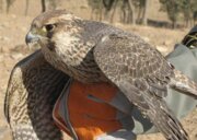 باند زنده‌گیری و قاچاق پرندگان شکاری در خراسان رضوی متلاشی شد