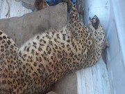 یک قلاده پلنگ در روستایی از توابع قوچان کشته شد