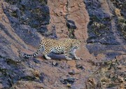 Gilan Habitatların Yüksek Kesimlerinde İran Leoparı Görüntülendi