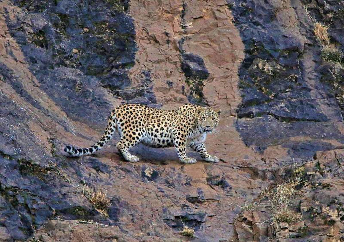 Un leopardo iraní filmado en las montañas de la provincia de Guilán
