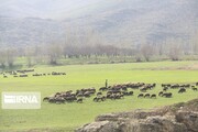 بیش از ۵۲۲ هزار هکتار از مراتع کردستان احاله مدیریت شد