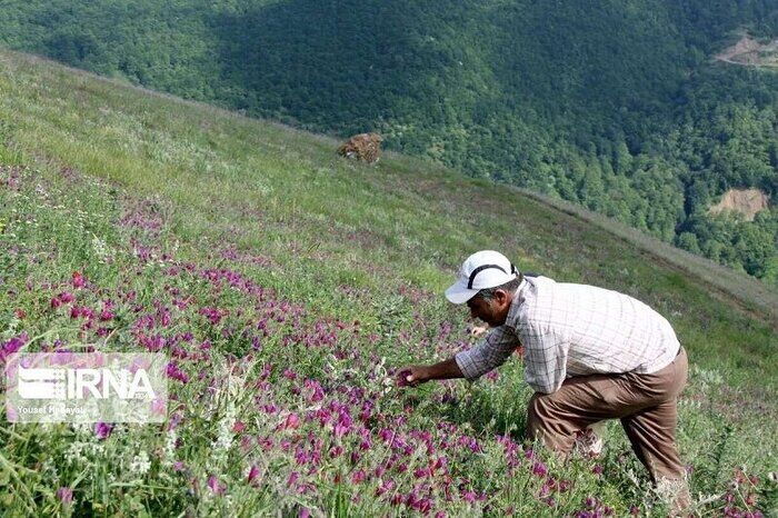 مهارت آموزی سربازان در کشت گیاهان دارویی، زمینه‌ساز اشتغال پایدار شد