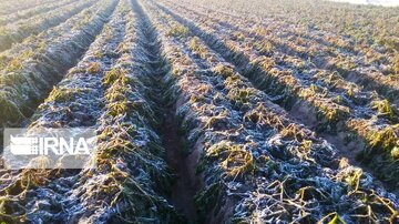 سرما بیش از چهار هزار میلیارد ریال به کشاورزی جنوب خراسان رضوی خسارت وارد کرد