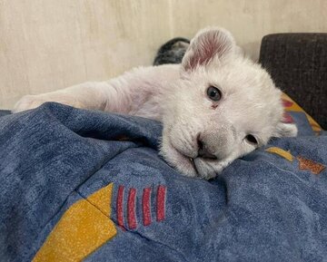 Sana, un adorable lionceau blanc qui a vu récemment le jour à Karaj en Iran 