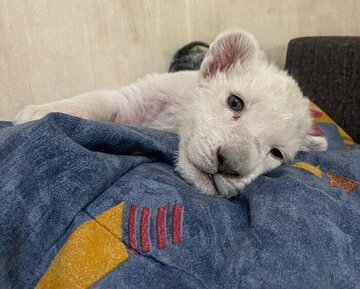 Un lionceau blanc né en Iran en pleine santé