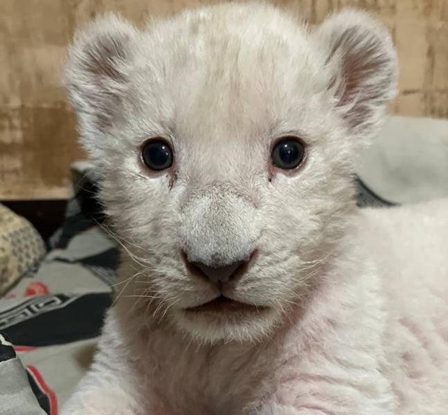 نخستین توله شیر کرج در سلامت به سر می برد