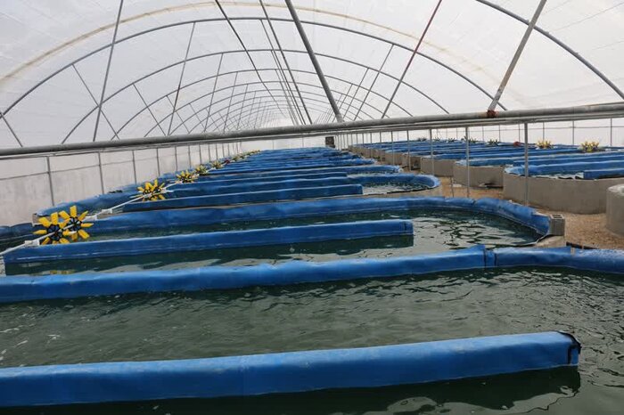 آبهای شور؛ مسیری جدید برای اشتغال جوانان روستایی استان بوشهر