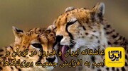 فیلم | عاشقانه ایران و فیروز در توران و امید به افزایش جمعیت یوزپلنگ‌ها