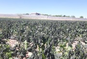 کشاورزان زنجانی محصولات خود را در برابر سرمازدگی محافظت کنند