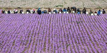 استاد دانشگاه: زعفران توان تغییر راهبردهای حوزه کشاورزی و اقتصادی کشور را دارد