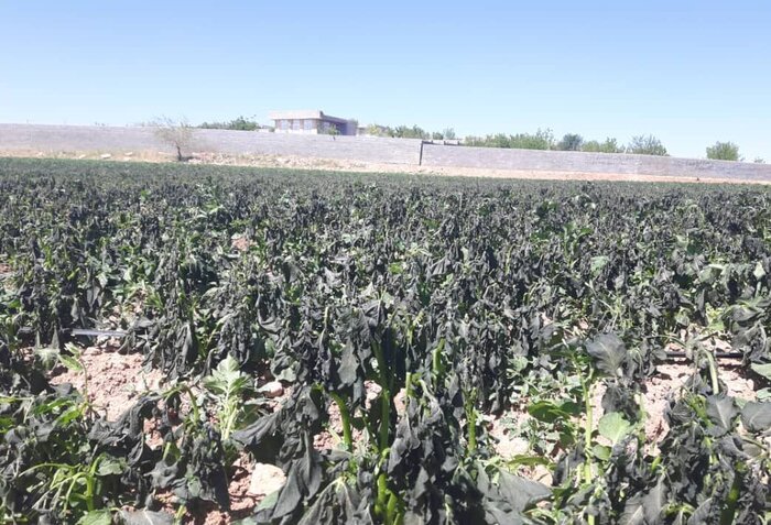 سرمای بهاره به بیش از ۲۹۴ هزار هکتار از اراضی زراعی و باغی کرمانشاه خسارت زد