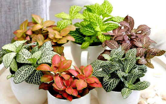 گیاهان آپارتمانی مقاوم و همیشه سبز با نگهداری آسان