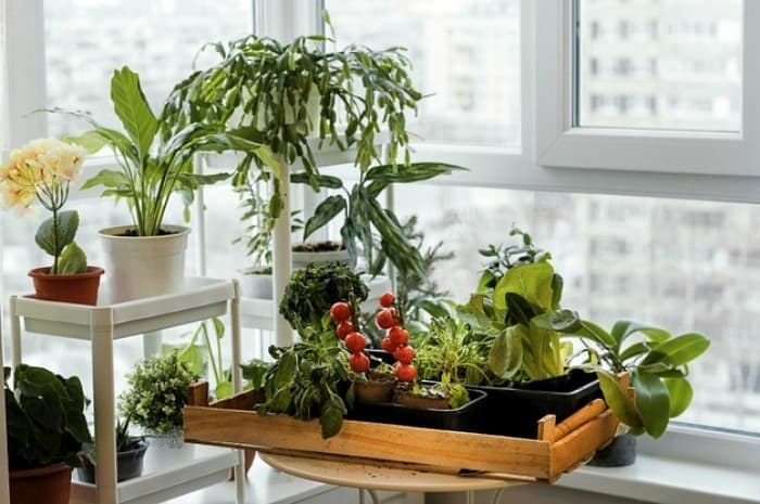گیاهان آپارتمانی مقاوم و همیشه سبز با نگهداری آسان