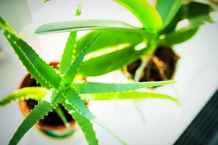 گیاهان آپارتمانی مقاوم و همیشه سبز با نگهداری آسان