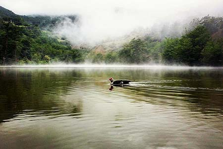 دریاچه لفور سوادکوه؛ دریاچه‌ای در آغوش جنگل