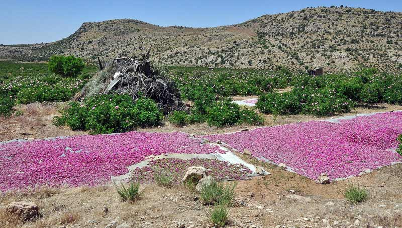 با دیدنی‌های اطراف کرمان آشنا شوید