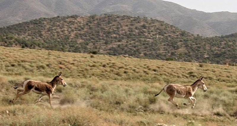 با دیدنی‌های اطراف کرمان آشنا شوید