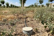 کشاورزان خوزستان از روش آبیاری "زیر سطحی" در مزارع استفاده کنند