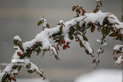 هواشناسی اردبیل به بارش باران و برف در اردبیل هشدار داد