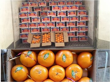 بیش‌از ۶۵۰ تن نارنگی پاکستانی وارد ایران شد