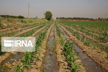 تنها ۲۵ درصد از مزارع شرق اصفهان با بازگشایی زایندهرود زیر کشت رفت