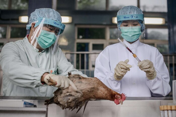 آماده‌باش دانشمندان برای جهش‌های خطرناک آنفلوآنزای پرندگان