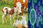 مصرف شیر و گوشت غیر بهداشتی عامل اصلی انتقال‌ تب مالت به انسان است 