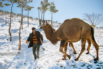 Visiter des lamas à Téhéran