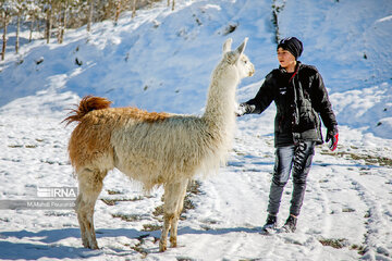 Visiter des lamas en Iran