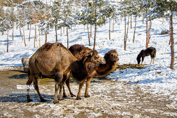 Visiter des lamas à Téhéran