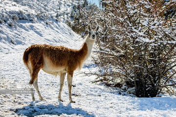 Visiter des lamas à Téhéran