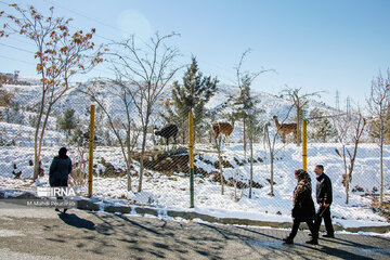 Visiter des lamas à Téhéran