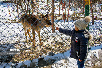 Visiter des lamas à Téhéran