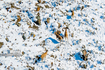 Visiter des lamas à Téhéran