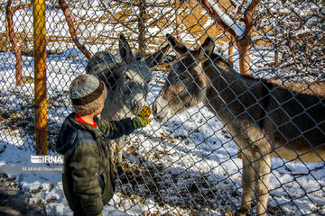 Visiter des lamas à Téhéran