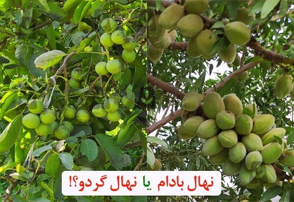 چگونه خرید نهال گردو یا نهال بادام کشاورز را میلیاردر می کند؟