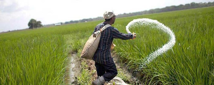 ازدحام کشاورزان در مراکز خدماتی و نگرانی از کمبود کود شیمیایی اوره در مازندران