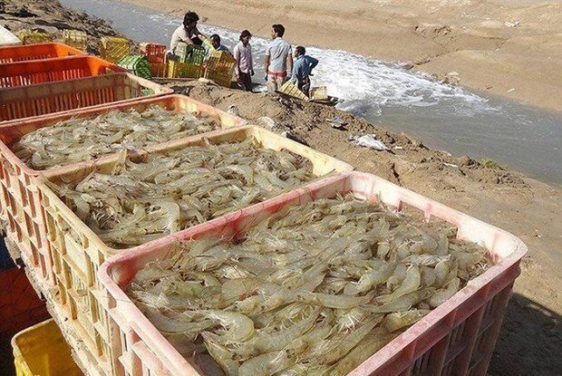 تدابیر شیلات گناوه برای مقابله با بیماریها در مزارع پرورش میگو